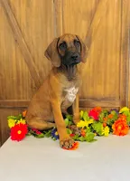 Walker, a male Rhodesian Ridgeback for sale in Fordland, MO – 1 of 8