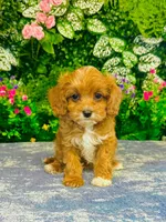 Isola, a female Cavapoo for sale in Fordland, MO – 7 of 9