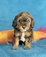 Oberyn, a male Cavapoo for sale in Fordland, MO – 3 of 9