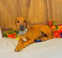 Duchess, a female Rhodesian Ridgeback for sale in Fordland, MO – 3 of 8