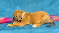Amara, a female Rhodesian Ridgeback for sale in Fordland, MO – 2 of 8