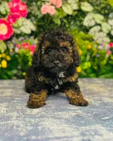 Plaid, a male Poodle - Toy  for sale in Fordland, MO – 6 of 8
