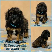 Tindra, a female Cavapoo and Poodle - Miniature  for sale in Fordland, MO – Photo 1 of 5