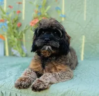 Tindra, a female Cavapoo and Poodle - Miniature  for sale in Fordland, MO – Photo 9 of 10