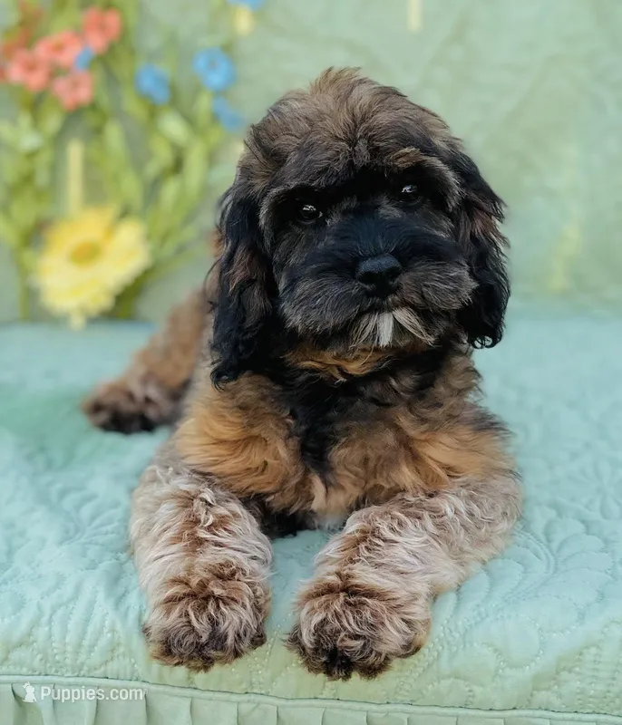 Tindra – Cavapoo, Poodle - Miniature  puppy for sale in Fordland, MO