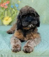 Tindra, a female Cavapoo and Poodle - Miniature  for sale in Fordland, MO – Photo 1 of 10