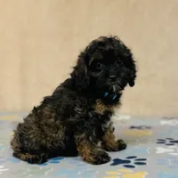 Tindra, a female Cavapoo and Poodle - Miniature  for sale in Fordland, MO – Photo 3 of 10