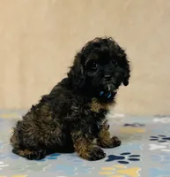 Tindra, a female Cavapoo and Poodle - Miniature  for sale in Fordland, MO – Photo 2 of 5