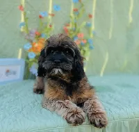 Tindra, a female Cavapoo and Poodle - Miniature  for sale in Fordland, MO – Photo 10 of 10