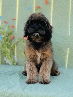 Tindra, a female Cavapoo and Poodle - Miniature  for sale in Fordland, MO – Photo 8 of 10