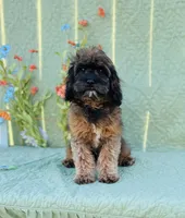 Tindra, a female Cavapoo and Poodle - Miniature  for sale in Fordland, MO – Photo 7 of 10