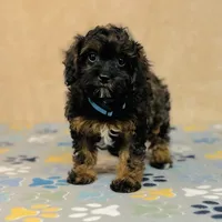 Tindra, a female Cavapoo and Poodle - Miniature  for sale in Fordland, MO – Photo 4 of 10