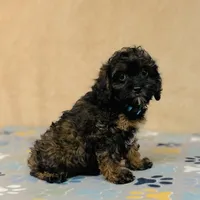 Tindra, a female Cavapoo and Poodle - Miniature  for sale in Fordland, MO – Photo 5 of 10