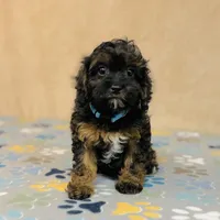 Tindra, a female Cavapoo and Poodle - Miniature  for sale in Fordland, MO – Photo 6 of 10