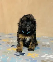 Tindra, a female Cavapoo and Poodle - Miniature  for sale in Fordland, MO – Photo 5 of 5