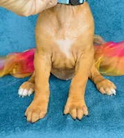 Zuri, a female Rhodesian Ridgeback for sale in Fordland, MO – 3 of 10