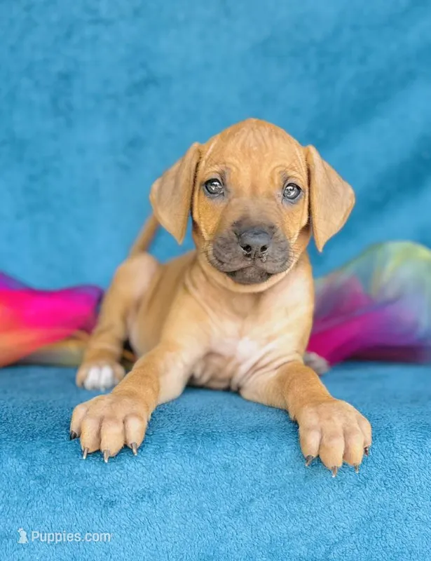 Jendayi – Rhodesian Ridgeback puppy for sale in Fordland, MO