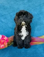 Myrna, a female Cavapoo and Poodle - Miniature  for sale in Fordland, MO – 9 of 9