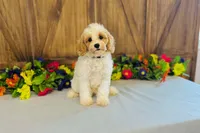 Kona, a male Cavapoo for sale in Fordland, MO – 2 of 9