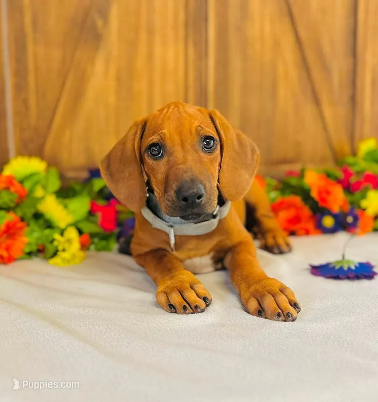 Duchess – Rhodesian Ridgeback puppy for sale in Fordland, MO