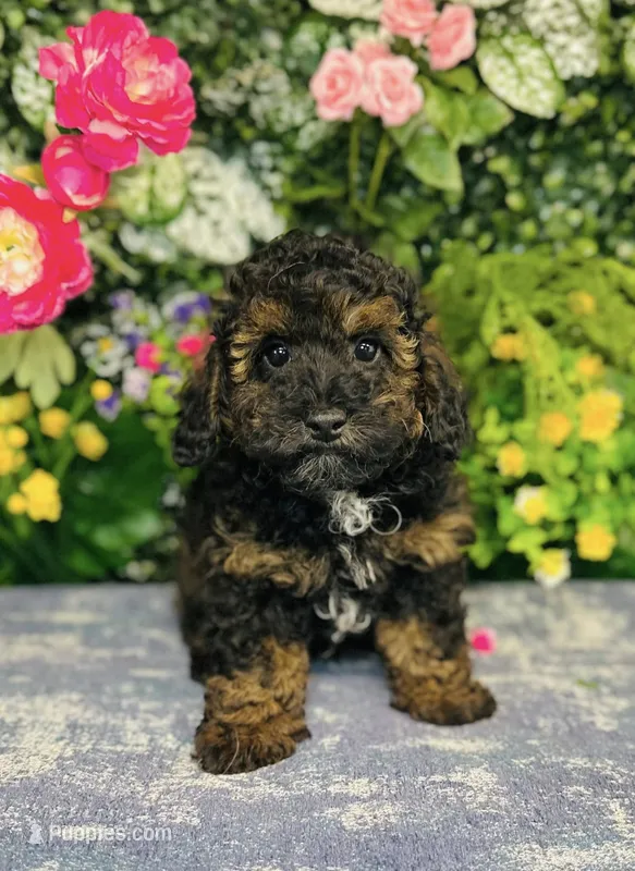 Plaid – Poodle - Toy  puppy for sale in Fordland, MO