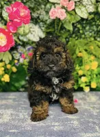 Plaid, a male Poodle - Toy  for sale in Fordland, MO – 1 of 8