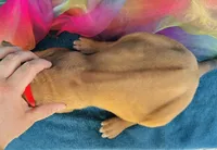 Imani, a female Rhodesian Ridgeback for sale in Fordland, MO – 7 of 8