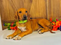 Legacy, a female Rhodesian Ridgeback for sale in Fordland, MO – 5 of 9
