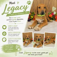 Legacy, a female Rhodesian Ridgeback for sale in Fordland, MO – 2 of 9
