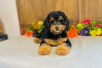Zenith, a female Cavapoo for sale in Fordland, MO – 1 of 7