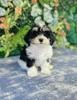 Aiko, a male Cavapoo and Poodle - Miniature  for sale in Fordland, MO – Photo 8 of 8