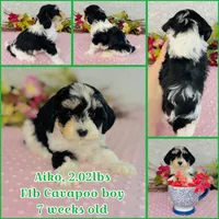 Aiko, a male Cavapoo and Poodle - Miniature  for sale in Fordland, MO – Photo 2 of 8