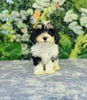 Aiko, a male Cavapoo and Poodle - Miniature  for sale in Fordland, MO – Photo 1 of 8