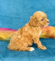Isola, a female Cavapoo for sale in Fordland, MO – 4 of 9