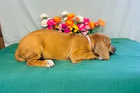 Royale, a female Rhodesian Ridgeback for sale in Fordland, MO – 8 of 9
