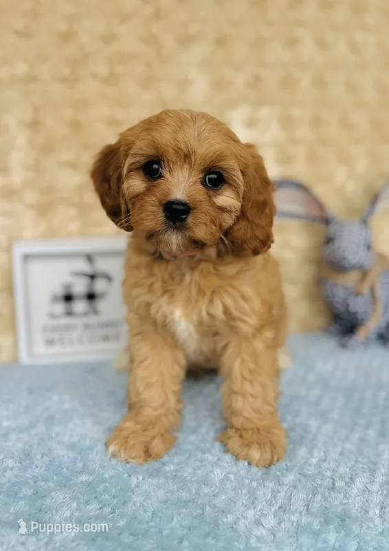 Eliza – Cavapoo, Poodle - Miniature  puppy for sale in Fordland, MO