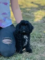 Joy, a female Cavapoo for sale in Fordland, MO – Photo 6 of 9