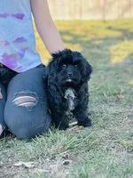 Joy, a female Cavapoo for sale in Fordland, MO – Photo 7 of 9