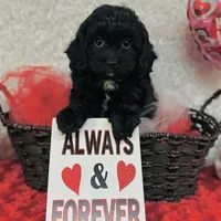 Joy, a female Cavapoo for sale in Fordland, MO – Photo 5 of 9