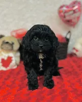 Joy, a female Cavapoo for sale in Fordland, MO – Photo 2 of 4