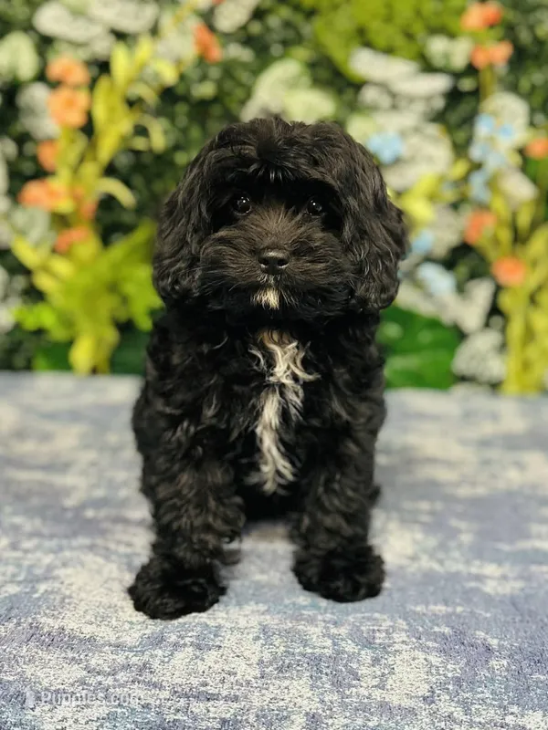 Joy – Cavapoo puppy for sale in Fordland, MO