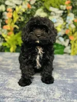 Joy, a female Cavapoo for sale in Fordland, MO – Photo 1 of 9