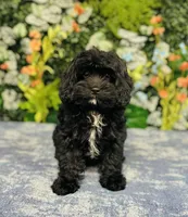 Joy, a female Cavapoo for sale in Fordland, MO – Photo 8 of 9