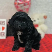 Joy, a female Cavapoo for sale in Fordland, MO – Photo 4 of 9