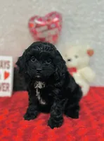 Joy, a female Cavapoo for sale in Fordland, MO – Photo 1 of 4