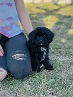 Joy, a female Cavapoo for sale in Fordland, MO – Photo 2 of 9