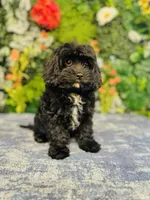 Joy, a female Cavapoo for sale in Fordland, MO – Photo 9 of 9