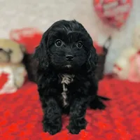 Joy, a female Cavapoo for sale in Fordland, MO – Photo 3 of 9