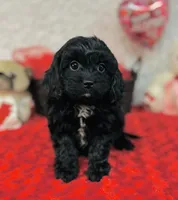 Joy, a female Cavapoo for sale in Fordland, MO – Photo 3 of 4