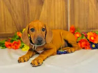 Duchess, a female Rhodesian Ridgeback for sale in Fordland, MO – 4 of 8
